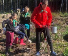 На территории Талдомского городского округа состоялось акция Наш лес. Посади своё дерево