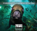 Победители конкурса подводной съемки The Underwater Photographer of the Year 2025
