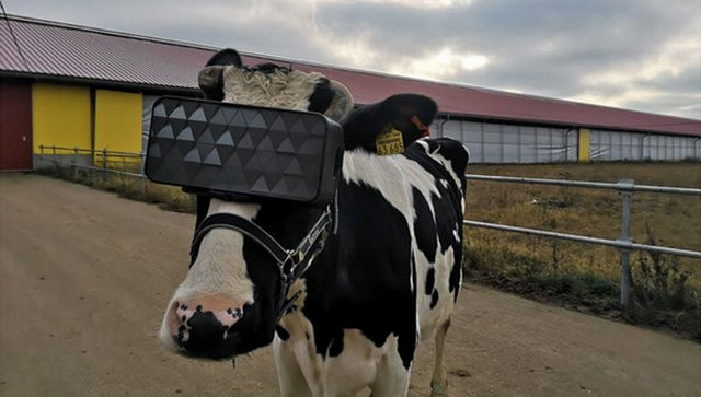 Российским коровам подменили стрессовую реальность виртуальными очками